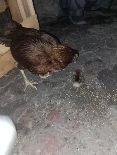 1 aseel madi 2 chicks aseel
