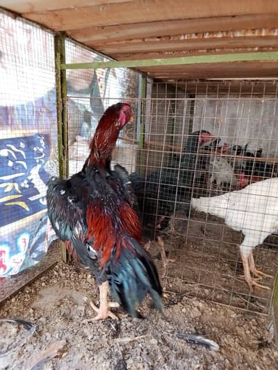 Pure Shamo (Shamu) Breed Murga – Different Sizes & Ages Available