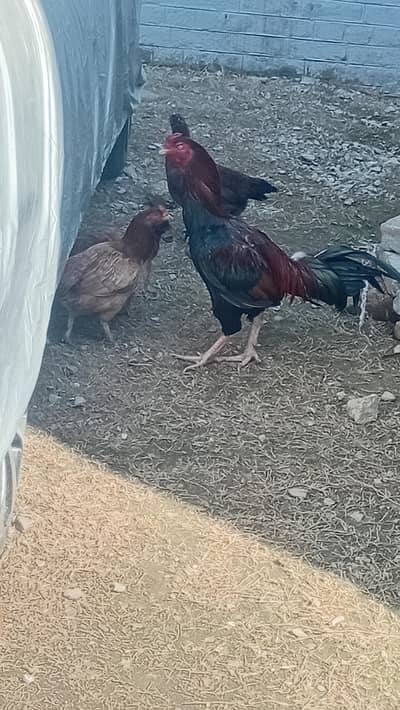 Aseel murge for sale