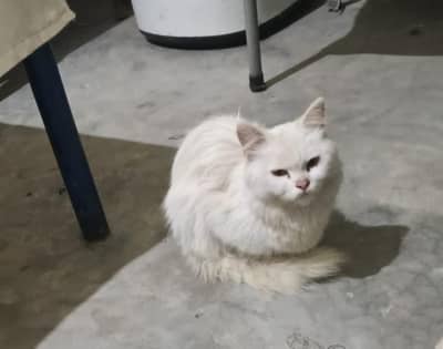 Persian cat