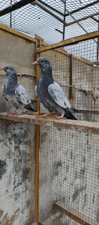 Tedey Cros or Red eyes