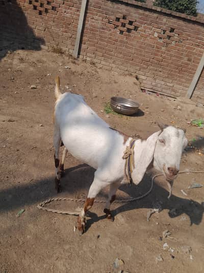 Rajanpuri Goat | Desi Goat | Bakri | دیسی بکری | Rajanpuri Female Goat