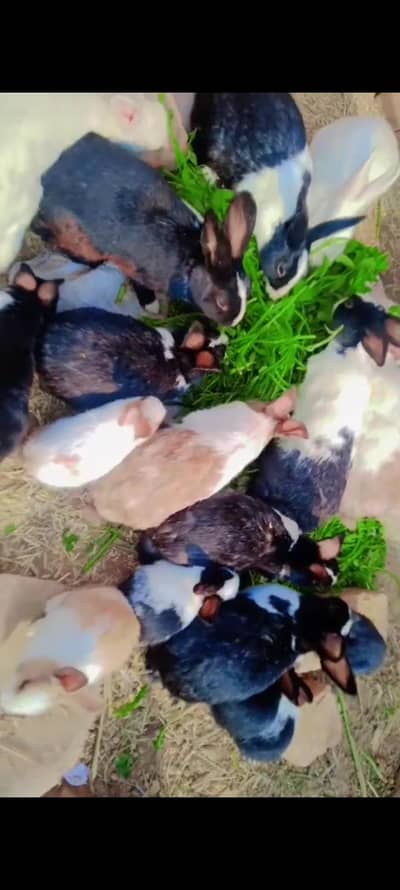 خرگوش برائے فروخت