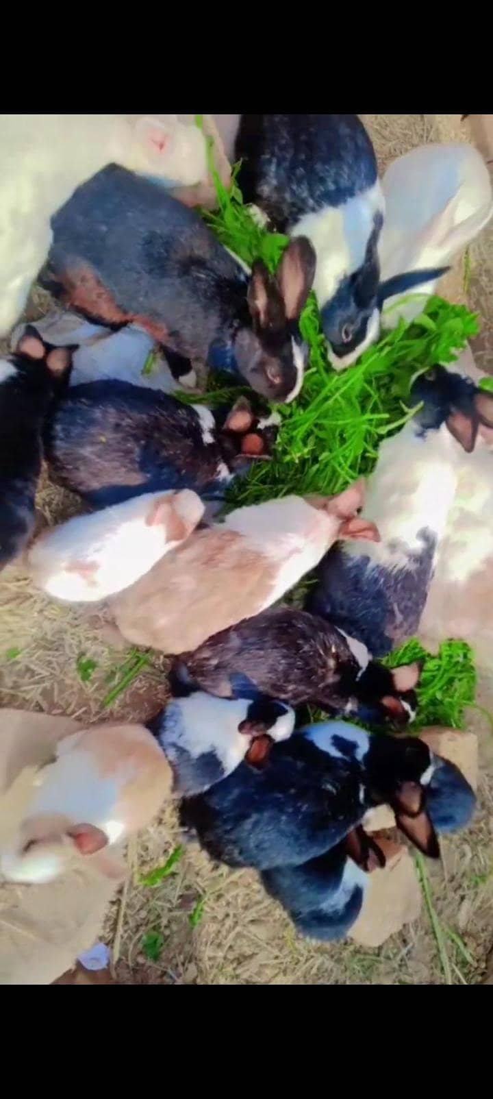 خرگوش برائے فروخت 0