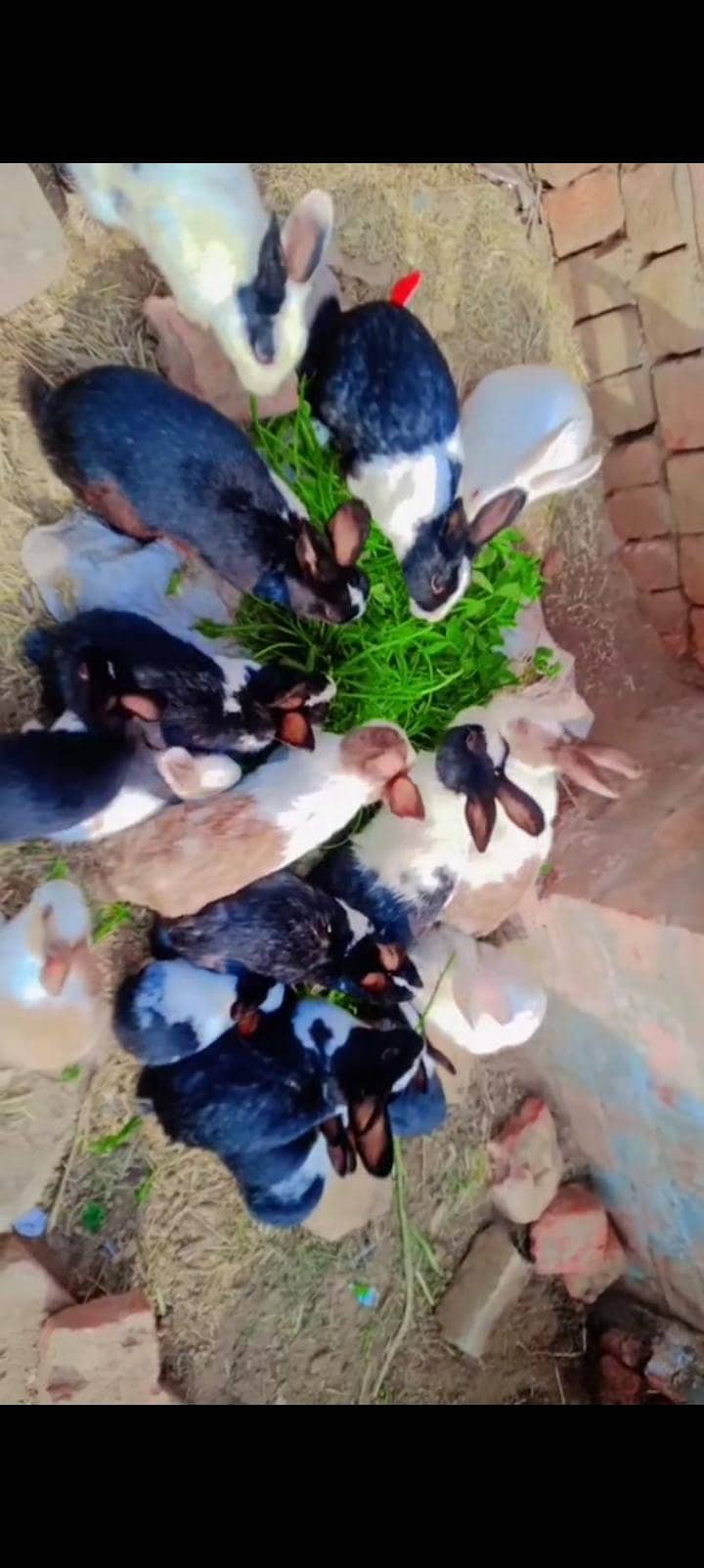 خرگوش برائے فروخت 1