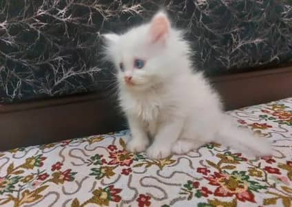 Persian female kitten for sale My WhatsApp number 03 25 022 67 56