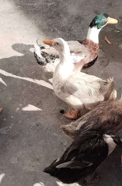 Ducks for sale