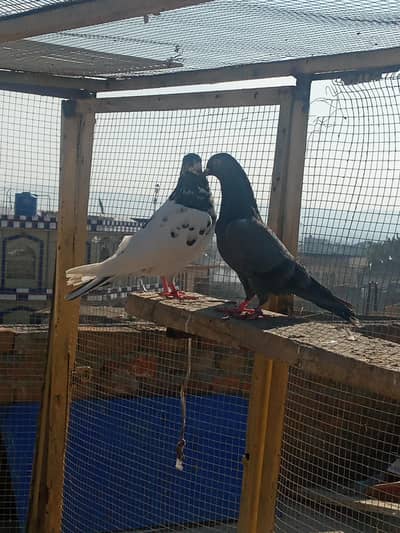 2 tady feml black tady ch wli 41 num tady