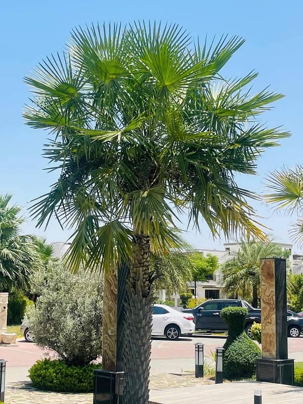 10 Marla Pair Plot ( 30*75) In Block D Possession Plot 5