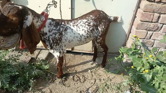 bakra qurbani