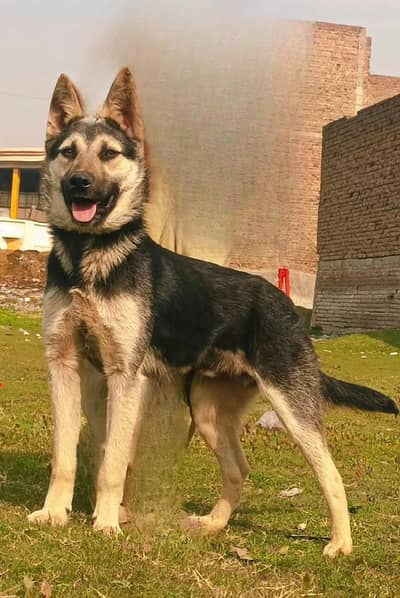 Belgian Shepherd | belgian security dog | guard dog for sale