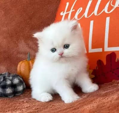Persian female kitten for sale My WhatsApp number 03 25 022 67 56