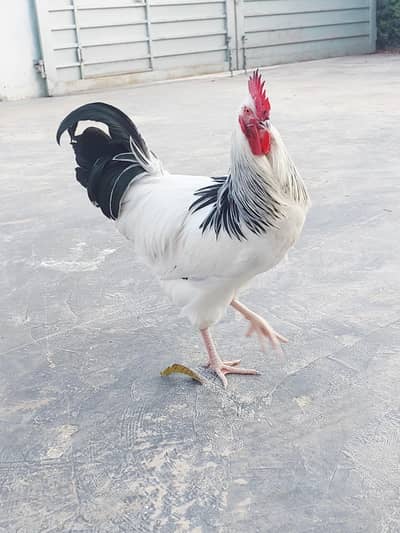 Sussex Eggs and Chicks