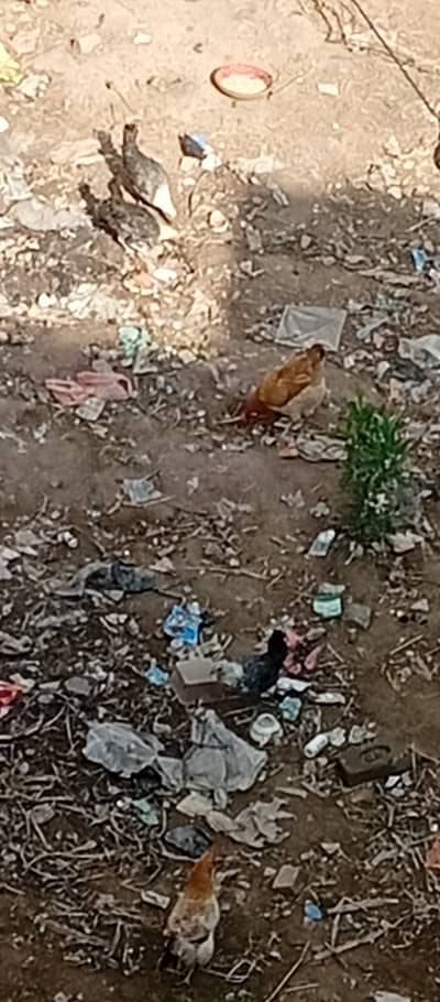 Desi eggs , misri eggs