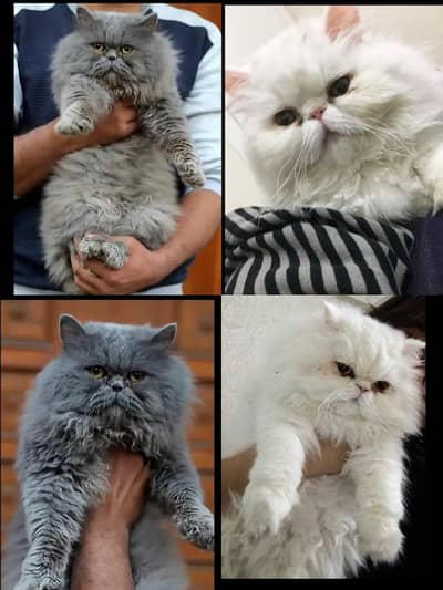 piki Face And Xtreme punch face Male for Stud service /Cat Stud servic