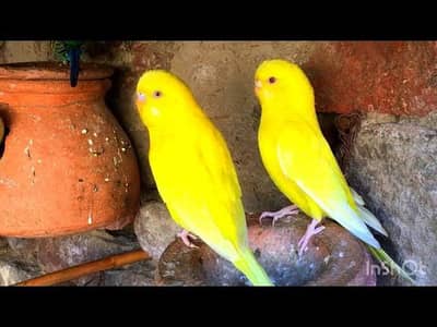 [ 0323 4071743 ] Australian Red Eyes Parrots Full Breder Pairs