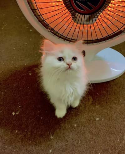 Persian female kitten for sale My WhatsApp number 03 25 022 67 56