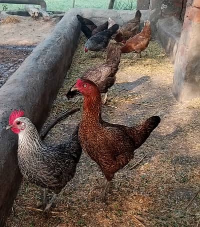 Desi Murgian (Golden Misri)