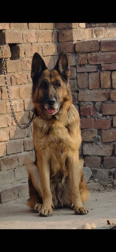 German shepherd breeder female