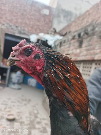 pure dregon aseel male% pure