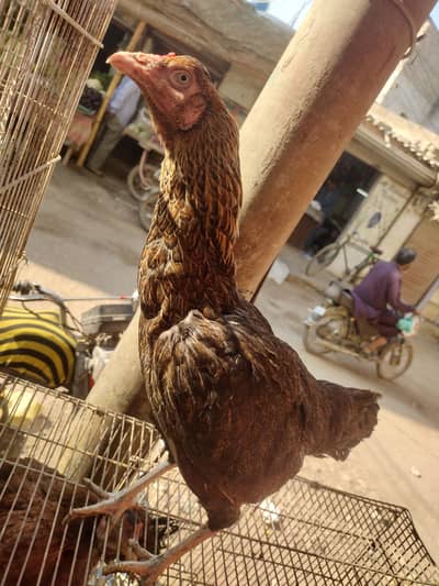 aseel murga aur murgi