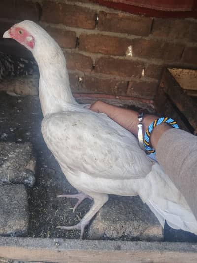 hera female for sale