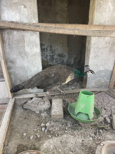 2 Female Peacock Blue Shoulder Breedar