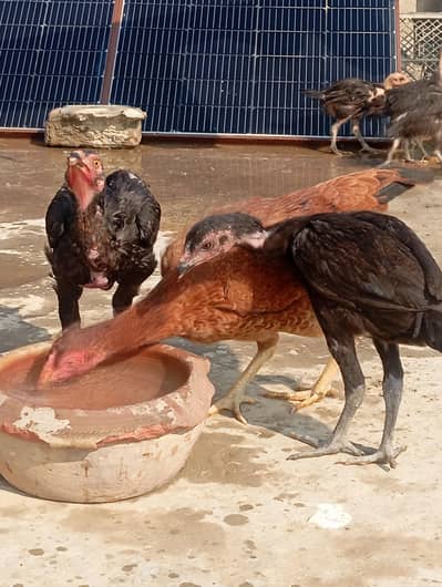 Thai Burmi Chicks Murgi etc