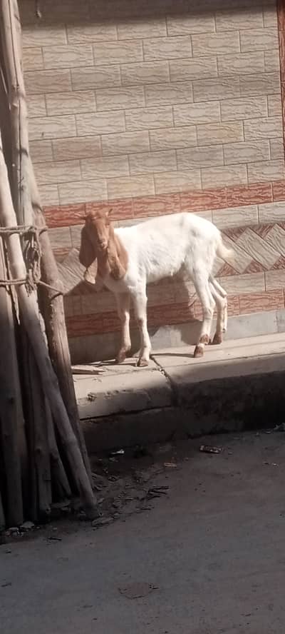bakra sindhi khera