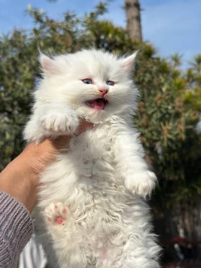 Female Persian kitten