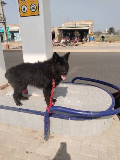Black German shepherd Pair / long coat dog/ gsd male &  female dog