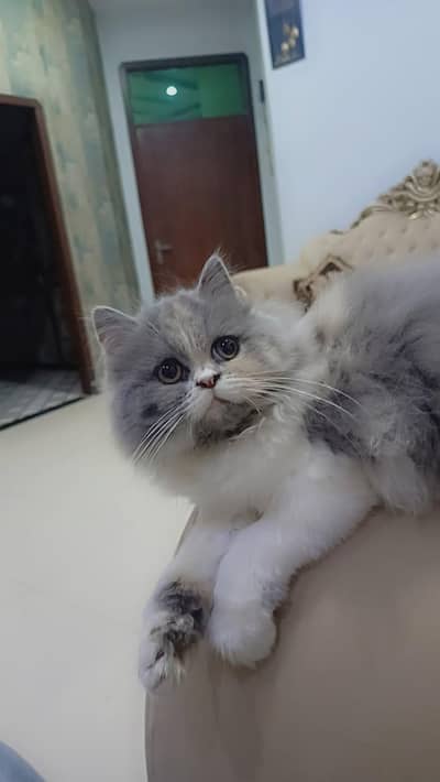 CFA bloodline calico persian female