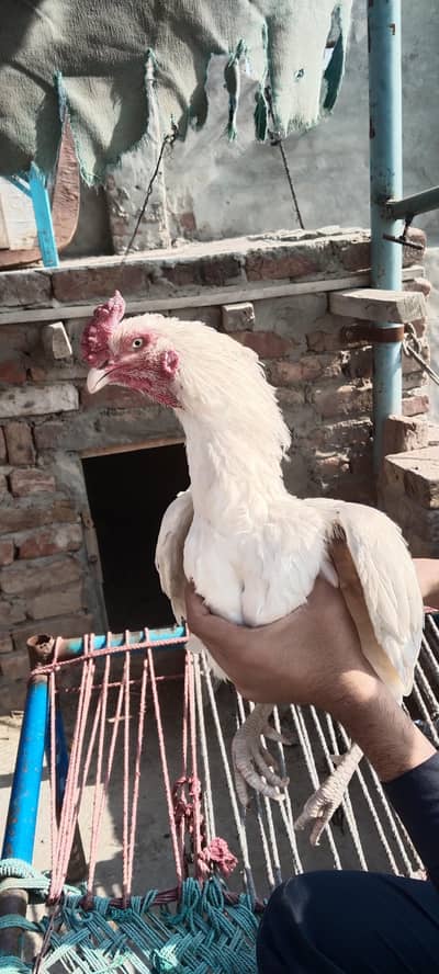 aseel hera pair for sale