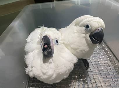 Umberlla cocakto chik 03363938133