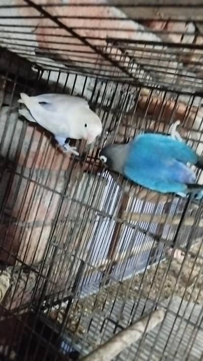 love bird pair