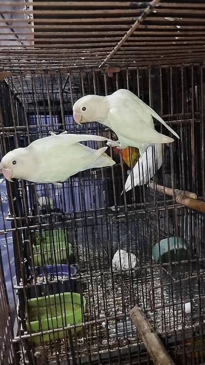 love bird pair