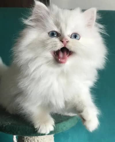 Persian female kitten for sale My WhatsApp number 03 25 022 67 56