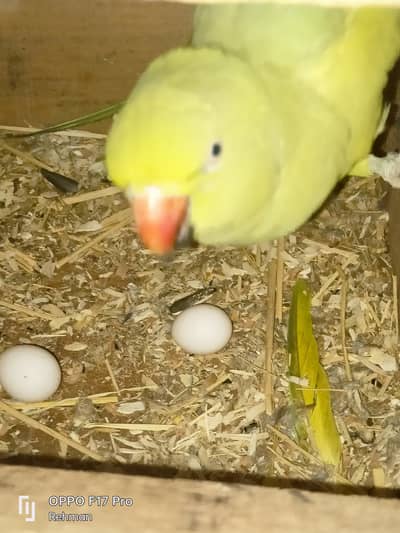 Breeding Pair For Sale