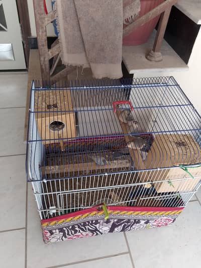 birds for sale