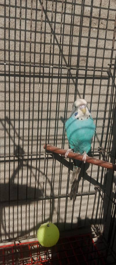 tamed breeder male budgie
