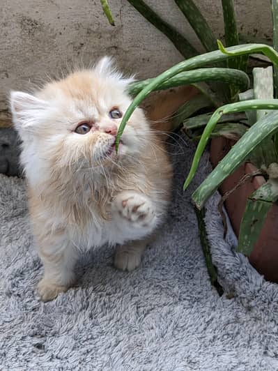 baby kittens available triple coat