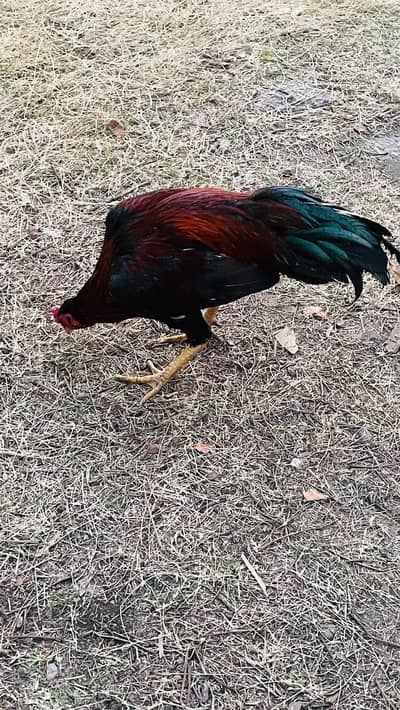 murga nice all murga sale