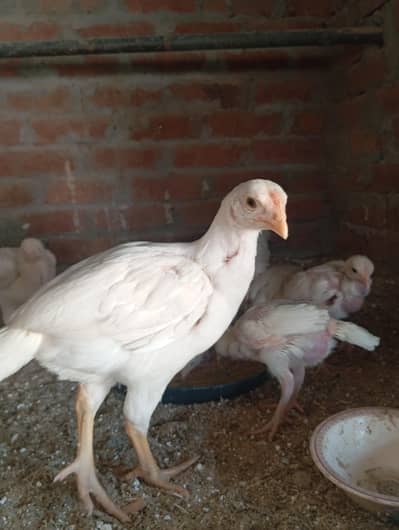 heera chick ,  paper white quality , pure breed