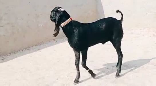 Qurbani ke liye Bakra for sale. 03221442364