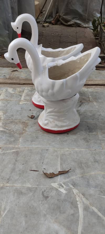 Beautiful Brand New Duck Gamal Pair Final Price 6000