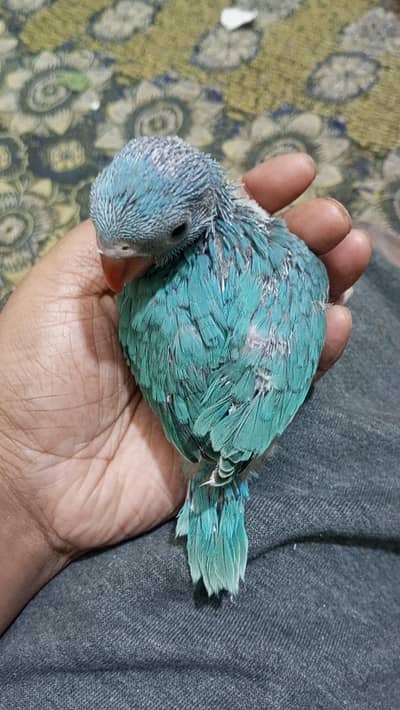 blue ringneck chick