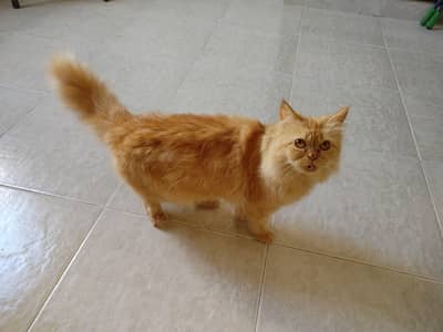 Persian cat male