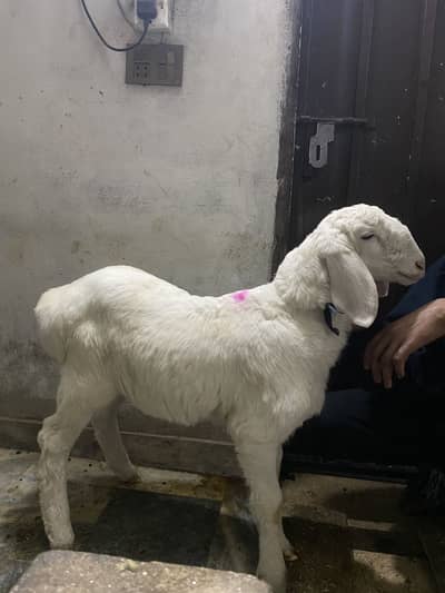 Dumba ka bachaa age 2 months pure turkey