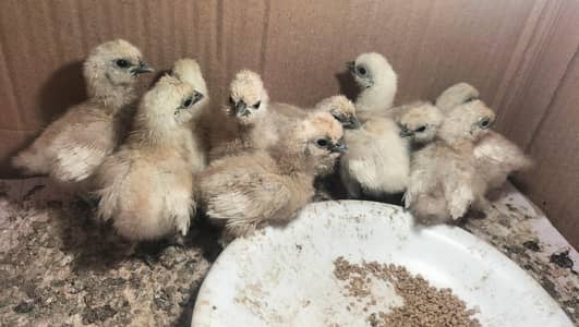 silkie chicks