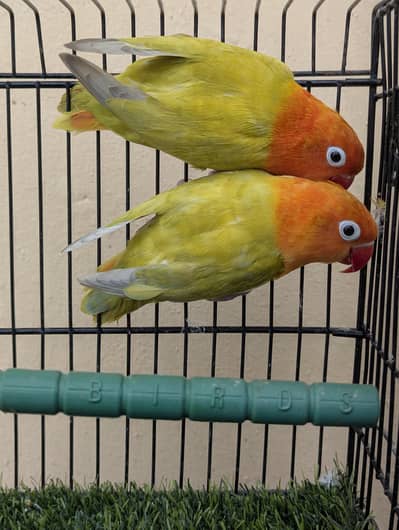 Green opline dilute split b1 b2 // pale fellow breeder pair